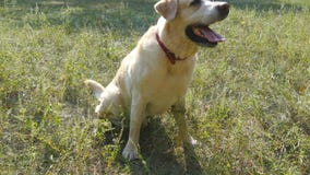 Dog breed labrador retriever sits on green grass and barking. Training of domestic animal. Close up