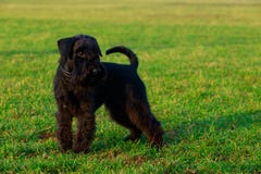 Dog breed miniature schnauzer. Miniature schnauzer is stand on green grass royalty free stock image Dog breed miniature schnauzer. Miniature schnauzer is stand on green grass royalty free stock image
