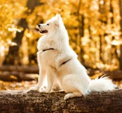 Dog breed samoyed husky. stock photos Dog breed samoyed husky. stock photos