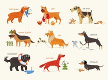 Dog Breeds. Working Dogs Stock Photography Dog Breeds. Working Dogs Stock Photography