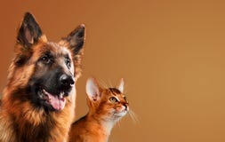 Dog and cat together on brown background royalty free stock photo Dog and cat together on brown background royalty free stock photo