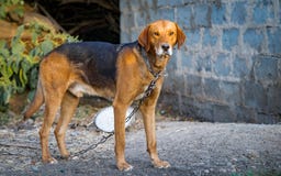 Dog on a chain stock photo Dog on a chain stock photo