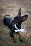 Dog Chihuahua in a suit at a wedding. Concept for wedding guests