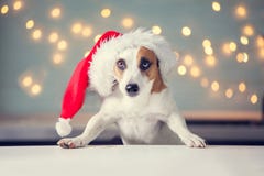 Dog in christmas hat. Happy pet santa stock images Dog in christmas hat. Happy pet santa stock images