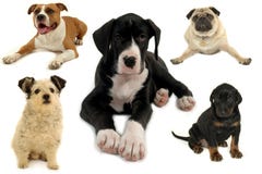 Dog Collection On White Background Stock Image