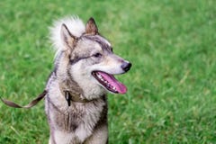 Dog den gråa skrovliga laikaen med en koppel i profil mot en backgr royaltyfria bilder Dog den gråa skrovliga laikaen med en koppel i profil mot en backgr royaltyfria bilder