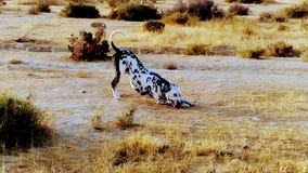 Dog royalty free stock photography Dog royalty free stock photography
