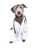 Dog Dressed As Veterinarian Royalty Free Stock Images Dog Dressed As Veterinarian Royalty Free Stock Images