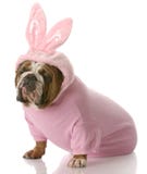 Dog dressed up as easter bunny