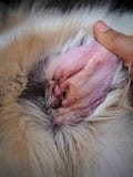 Dog Ear Problem,the Otitis Externa And Otitis Media In Dog Ear,the Inflammation Of A Dog External Ear Stock Photography Dog Ear Problem,the Otitis Externa And Otitis Media In Dog Ear,the Inflammation Of A Dog External Ear Stock Photography