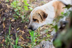 The dog eat grass. royalty free stock photos The dog eat grass. royalty free stock photos