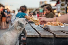 Dog eat a prawn fried shrimp salt feed pet owner royalty free stock photo Dog eat a prawn fried shrimp salt feed pet owner royalty free stock photo