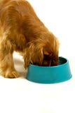 Dog Eating Out Of A Bowl Stock Image