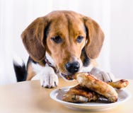 Dog eating roasted chicken legs royalty free stock images Dog eating roasted chicken legs royalty free stock images