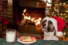 Dog Eats Santas Cookies. royalty free stock photography Dog Eats Santas Cookies. royalty free stock photography