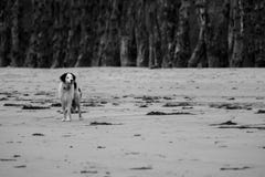 Dog in a french beach royalty free stock image Dog in a french beach royalty free stock image