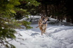 Dog för den tyska herden spring med pinnen i mun snöar ner covere Royaltyfri Bild Dog för den tyska herden spring med pinnen i mun snöar ner covere Royaltyfri Bild