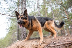 Dog German Shepherd In The Forest Royalty Free Stock Images