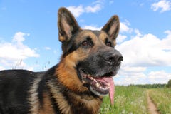 Dog German Shepherd On The Field Stock Images