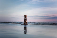 The dog gives his paw. A pet on the sea, a vacation and a healthy lifestyle Stock Images The dog gives his paw. A pet on the sea, a vacation and a healthy lifestyle Stock Images