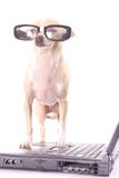 Dog Gone Easy Business Vertical Royalty Free Stock Photo Dog Gone Easy Business Vertical Royalty Free Stock Photo