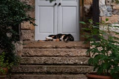 Small dog sleeping on the doorstep. stock image Small dog sleeping on the doorstep. stock image