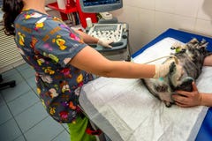 Dog having ultrasound scan in vet clinic stock photo Dog having ultrasound scan in vet clinic stock photo
