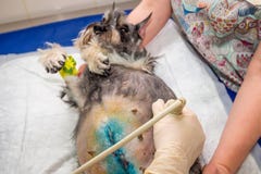 Dog having ultrasound scan in vet clinic royalty free stock image Dog having ultrasound scan in vet clinic royalty free stock image