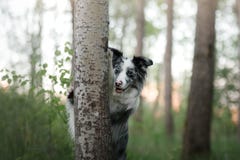 The dog hides behind a tree. Pet on nature in the forest. Royalty Free Stock Image The dog hides behind a tree. Pet on nature in the forest. Royalty Free Stock Image