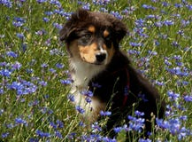 Dog In The Flowers Stock Images