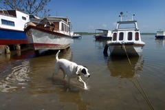 Dog In The Water Royalty Free Stock Photography