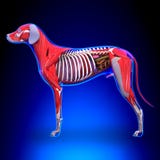 Dog Internal Organs Anatomy - Anatomy of a Male Dog Internal Org