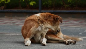 Dog itchy scratching royalty free stock photos Dog itchy scratching royalty free stock photos