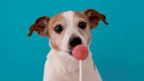 Candy lollipop licking dog