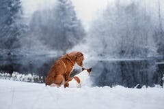 Dog Jack Russell Terrier and a Nova Scotia Duck Tolling Retriever outdoors Royalty Free Stock Images Dog Jack Russell Terrier and a Nova Scotia Duck Tolling Retriever outdoors Royalty Free Stock Images
