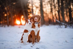 Dog Jack Russell Terrier and Nova Scotia Duck Tolling Retriever royalty free stock image Dog Jack Russell Terrier and Nova Scotia Duck Tolling Retriever royalty free stock image
