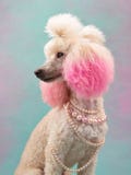 Dog in jewelry on a colored background. white small poodle in the studio. fashion, jewelry. Pet with painted pink ear