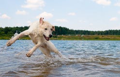 https://thumbs.dreamstime.com/t/dog-jumping-water-15267747.jpg