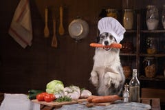 Dog in the kitchen with vegetables. Nutrition for animals, natural food. Border Collie in a Cooking Hat