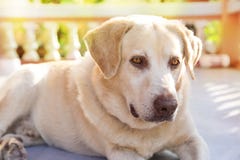 Dog labrador retriever lying down front house royalty free stock photography Dog labrador retriever lying down front house royalty free stock photography