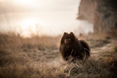 Dog landscape. Spitz walking in mountain landscape royalty free stock photos Dog landscape. Spitz walking in mountain landscape royalty free stock photos