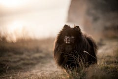 Dog landscape. Spitz walking in mountain landscape stock photo Dog landscape. Spitz walking in mountain landscape stock photo