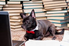 Dog with laptop stock photos Dog with laptop stock photos