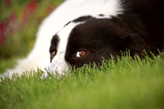Dog on lawn Royalty Free Stock Photo Dog on lawn Royalty Free Stock Photo