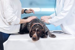 A dog is laying on the treatment couch royalty free stock photo A dog is laying on the treatment couch royalty free stock photo