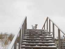 Dog royalty free stock image Dog royalty free stock image