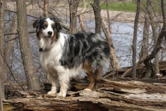 dog log stock images download 1 049 royalty free photos dog log