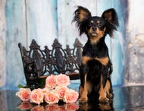 Dog Long Haired Russian Toy Terrier Stock Photography