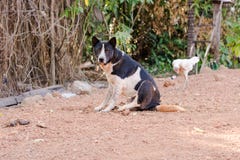 Dog looking at the camera royalty free stock images Dog looking at the camera royalty free stock images