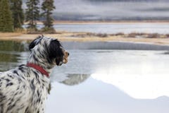 Dog Looking Out Over Lake. A Llewellin Setter bird dog looking out across Sparks Lake in Oregon royalty free stock image Dog Looking Out Over Lake. A Llewellin Setter bird dog looking out across Sparks Lake in Oregon royalty free stock image